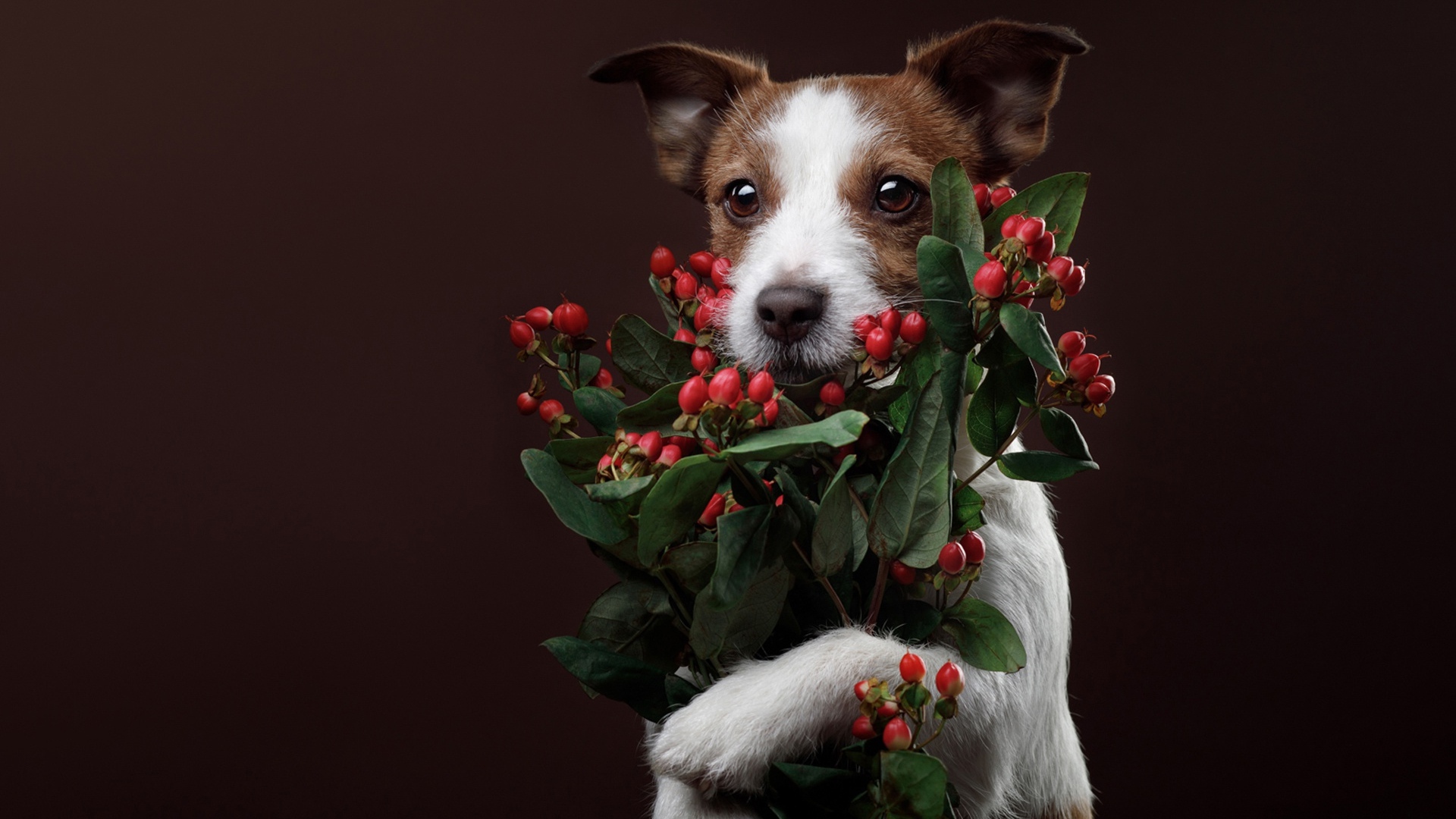 Джек рассел терьер с ягодами на коричневом фоне 