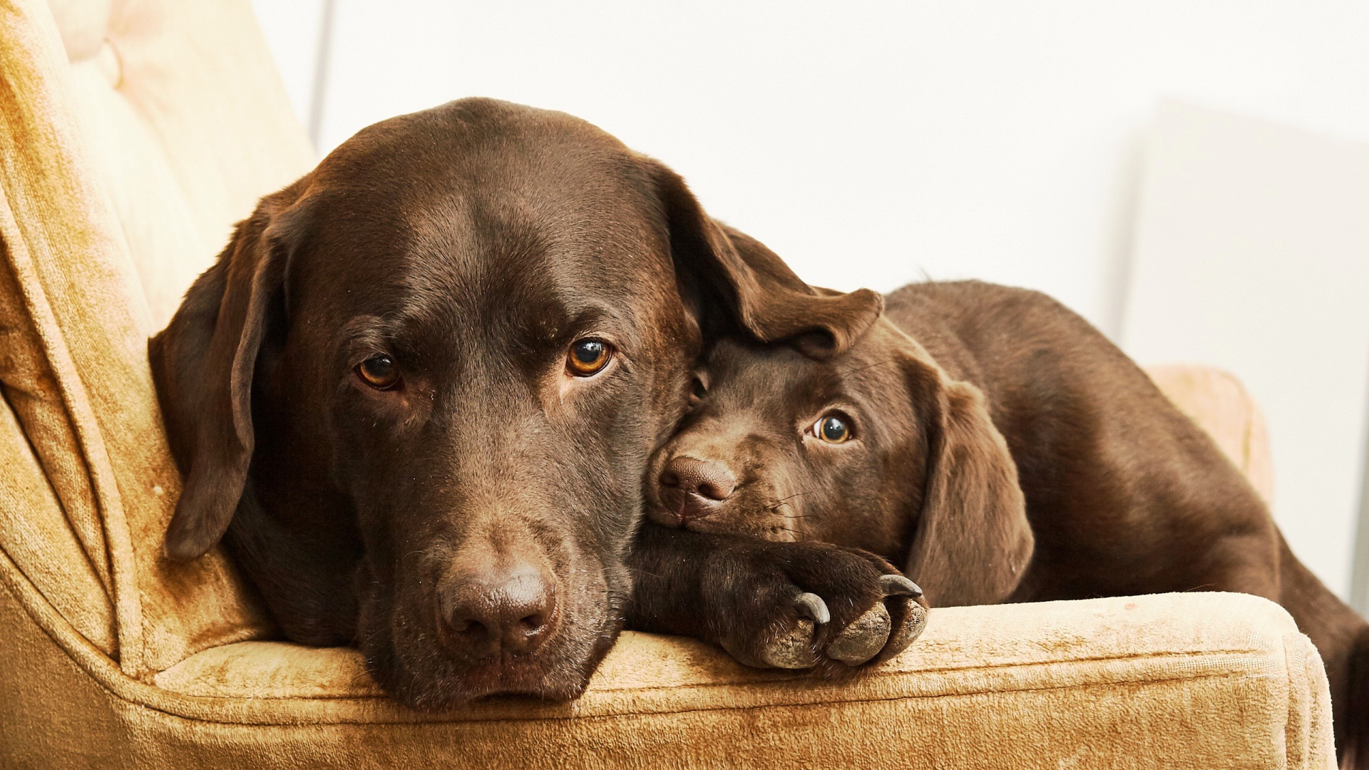 Лабрадор с маленьким милым щенком