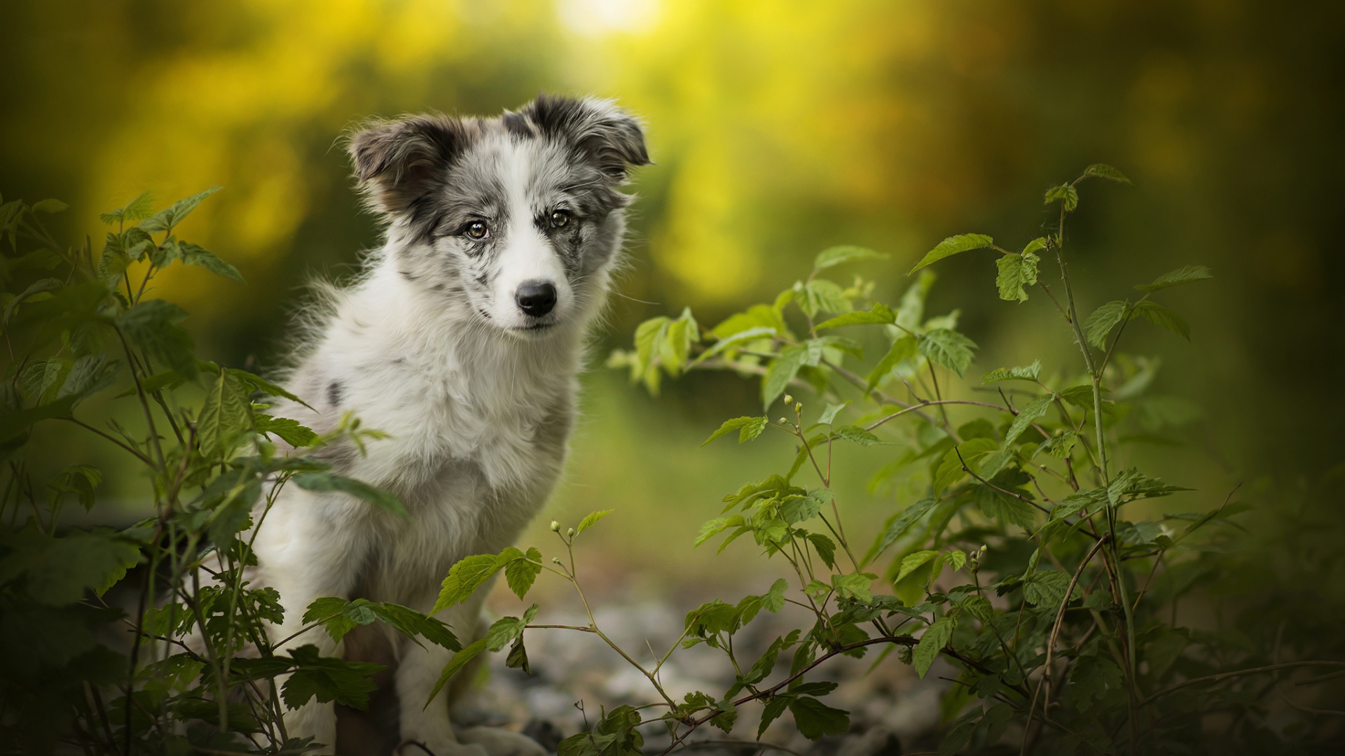 Маленький щенок бордер колли сидит на земле