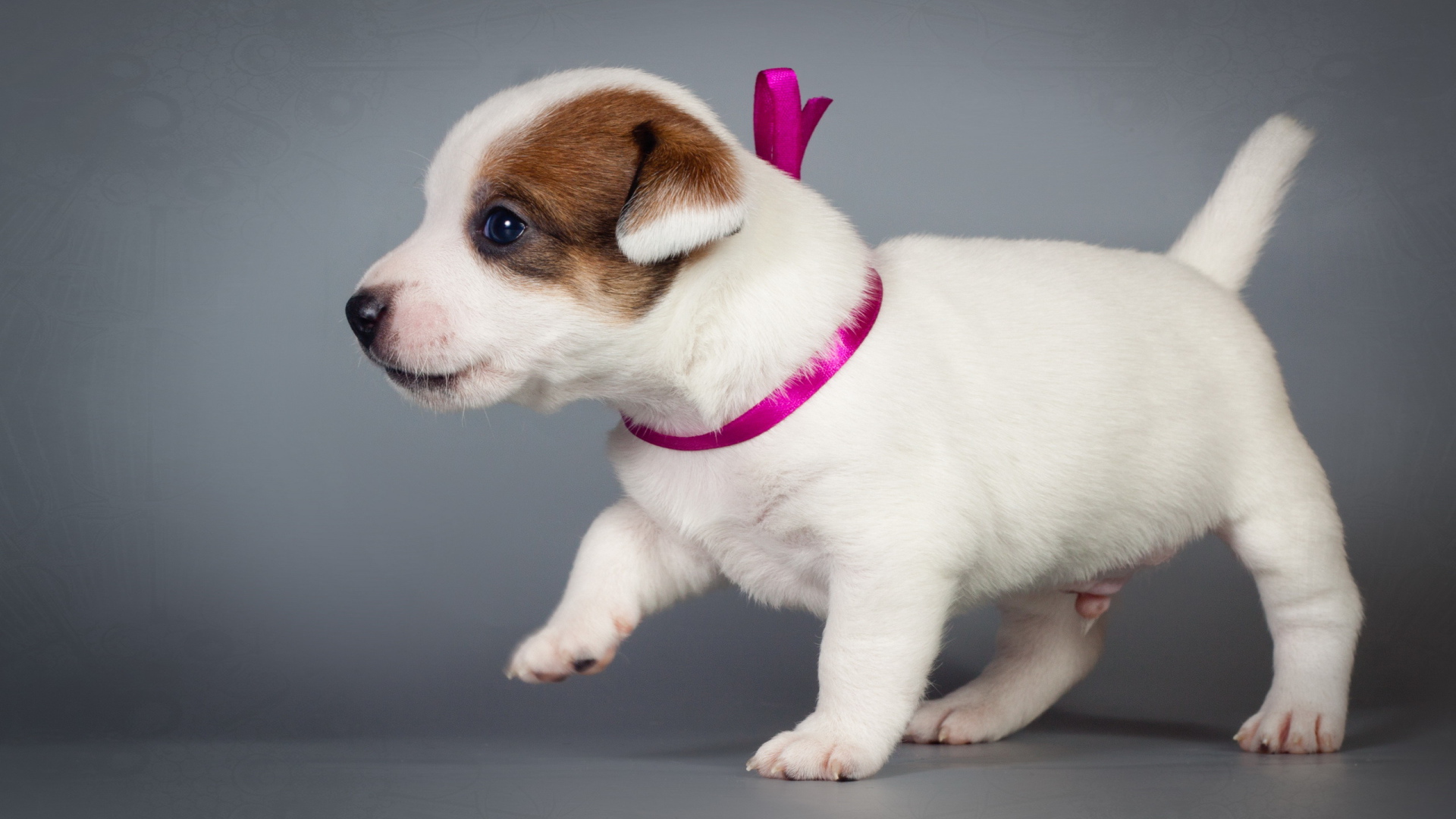 Маленький милый щенок джек-рассел-терьер на сером фоне