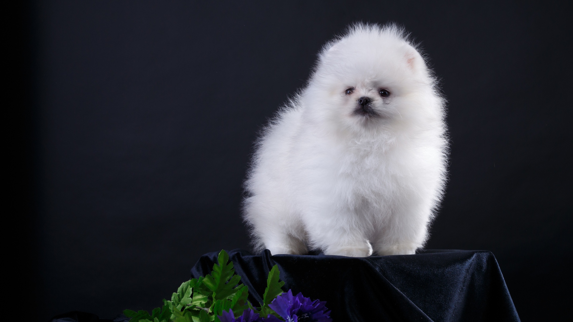 Маленький пушистый белый шпиц на черном фоне