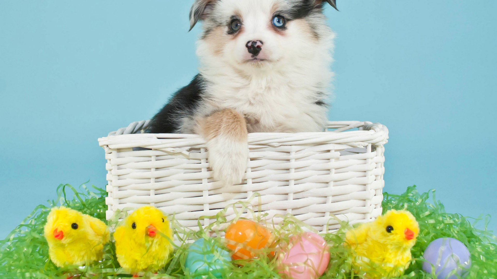 Маленький щенок в корзине с пасхальными яйцами и цыплятами
