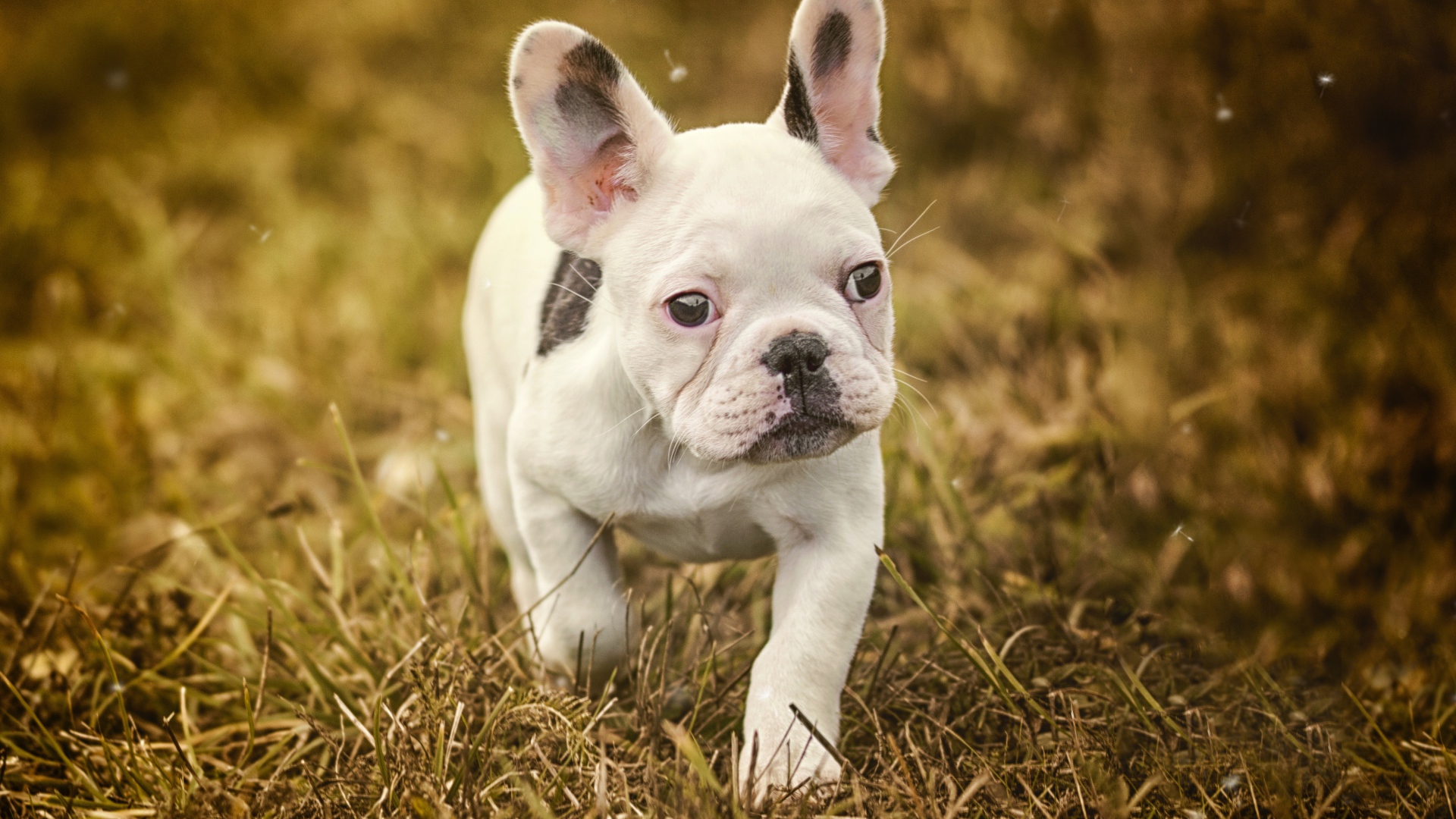 Маленький белый щенок французского бульдога идет по траве