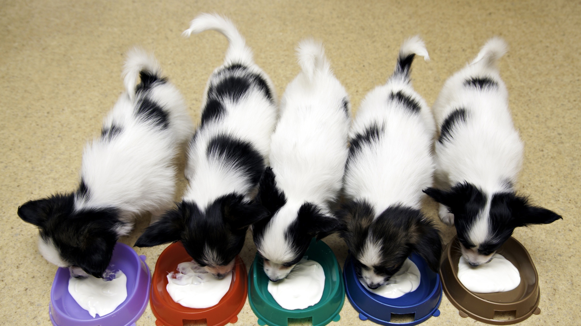 Милые щенки папильона едят из мисок