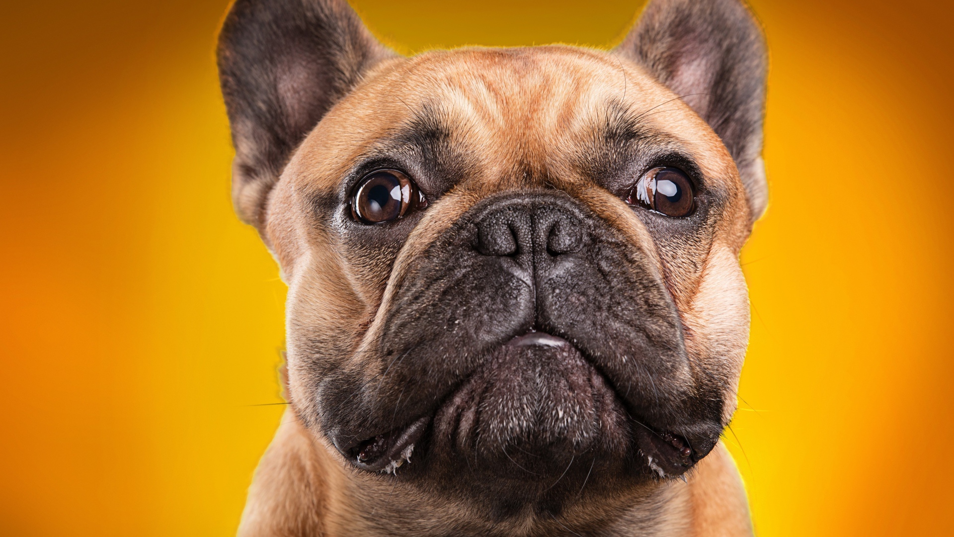 Морда французского бульдога на золотом фоне