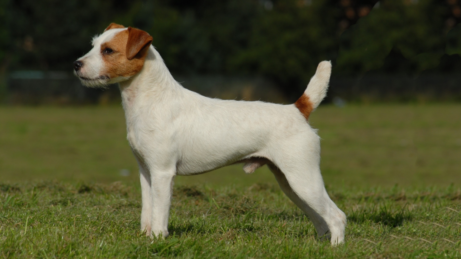 Парсон рассел терьер стоит на зеленой траве