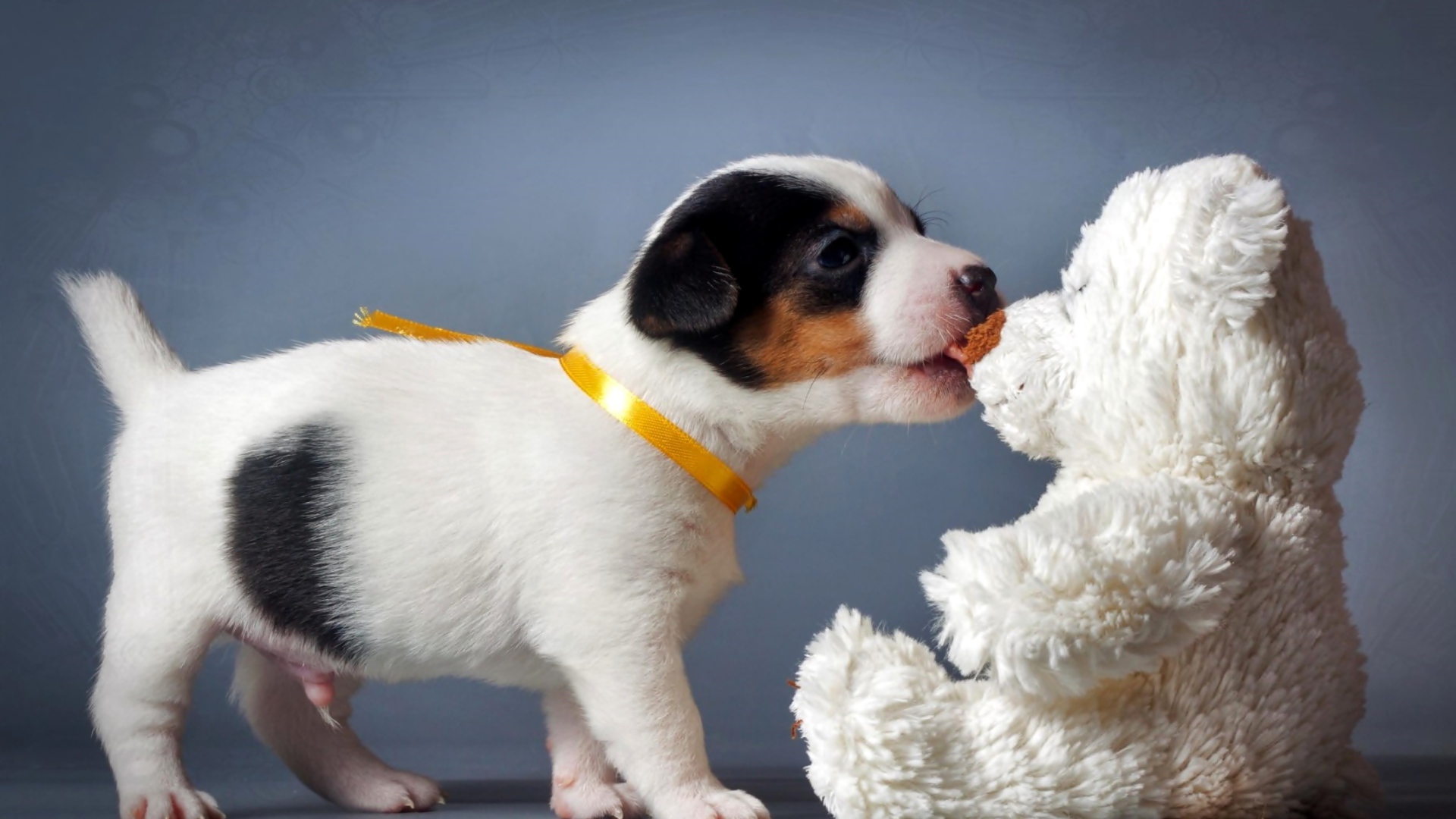 Щенок Джек-рассел-терьера кусает белого плюшевого мишку 