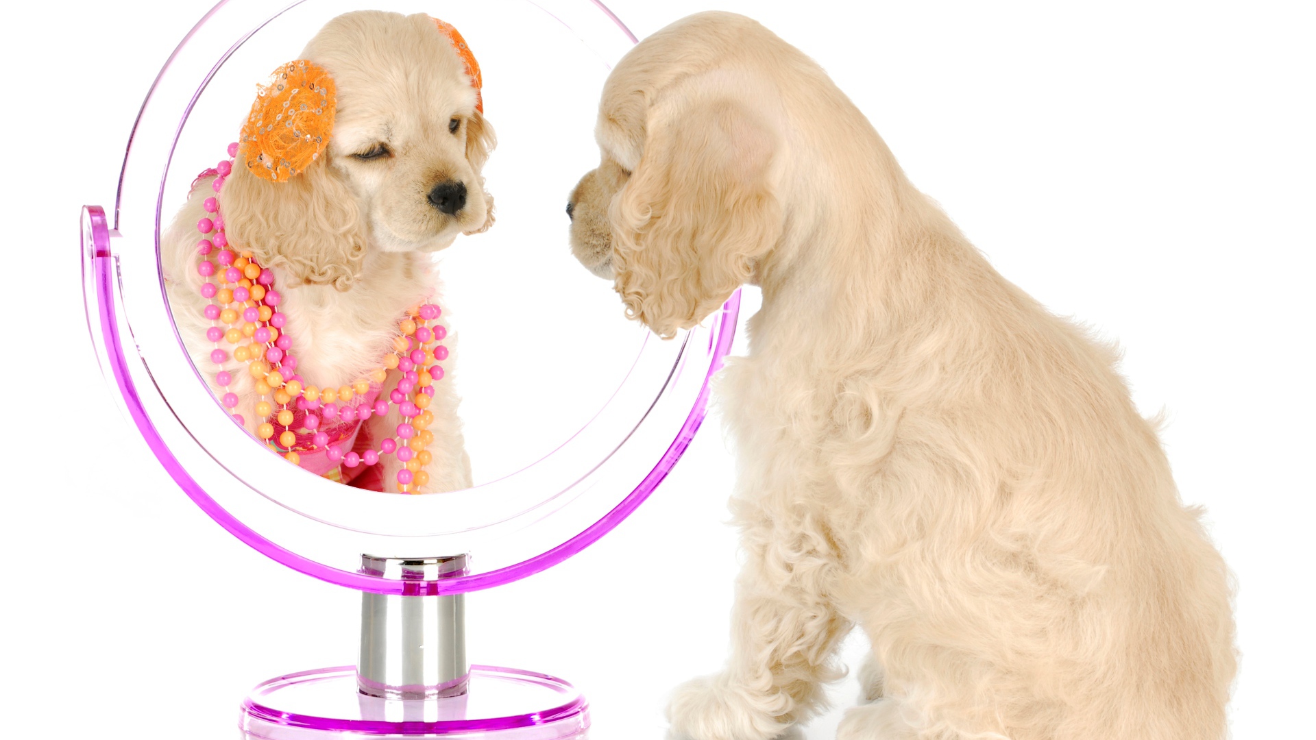 Щенок спаниеля смотрит в зеркало на белом фоне