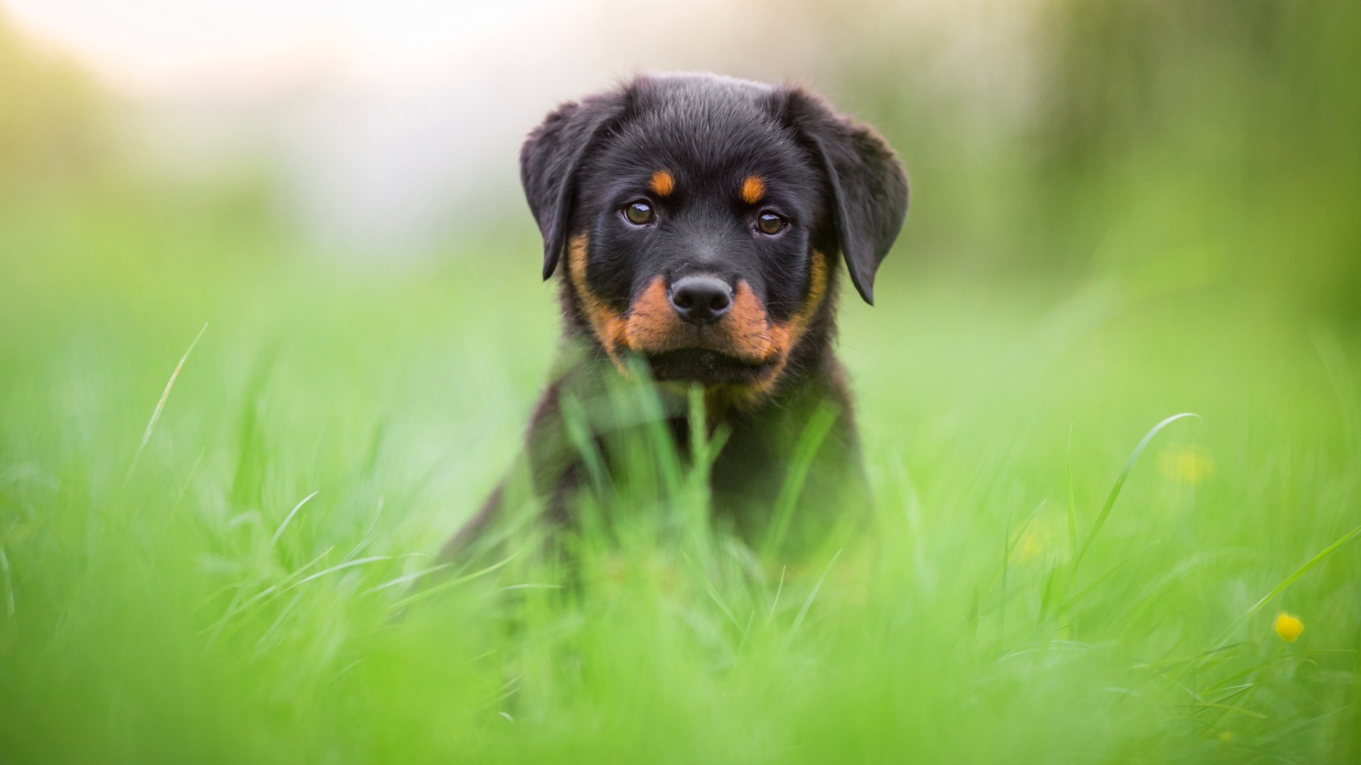 Щенок ротвейлера сидит в зеленой траве