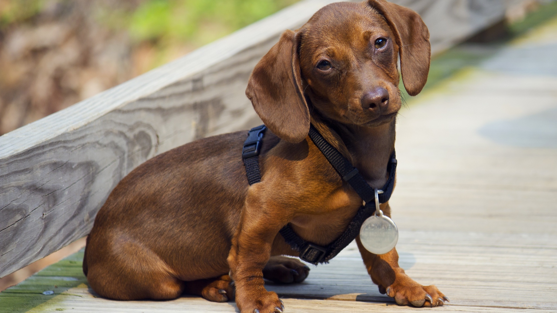 Грустная такса сидит на дороге