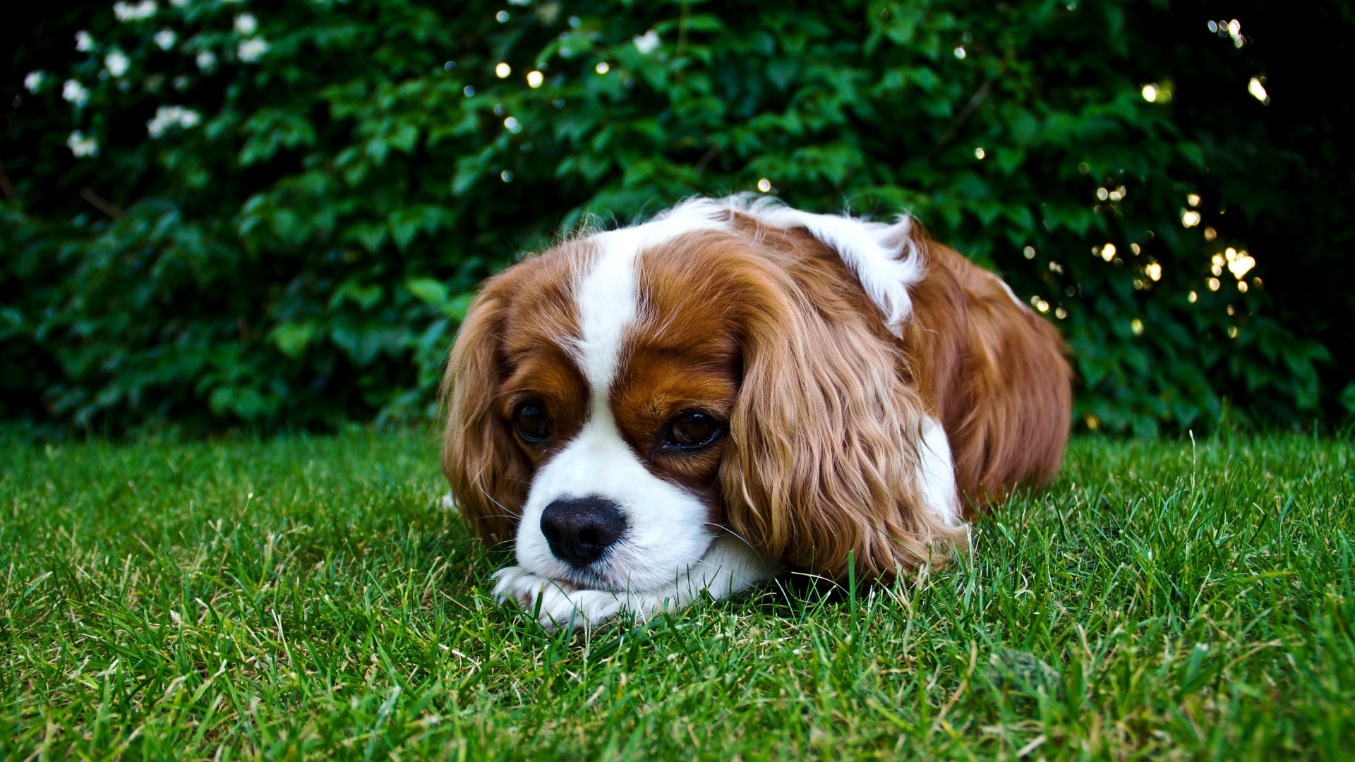 Грустный Кинг Чарльз Спаниель лежит на зеленой траве