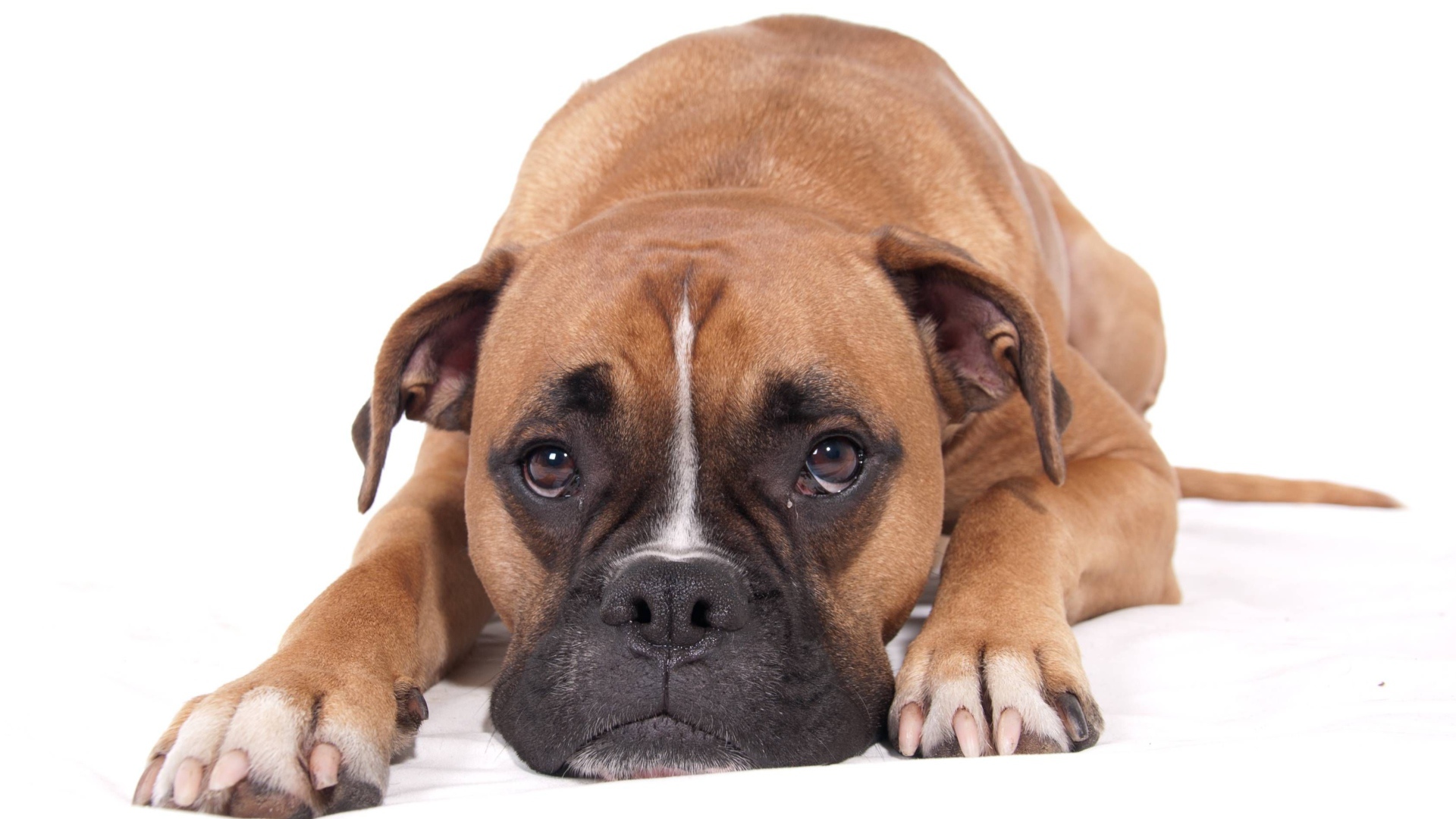 Грустный боксер на белом фоне