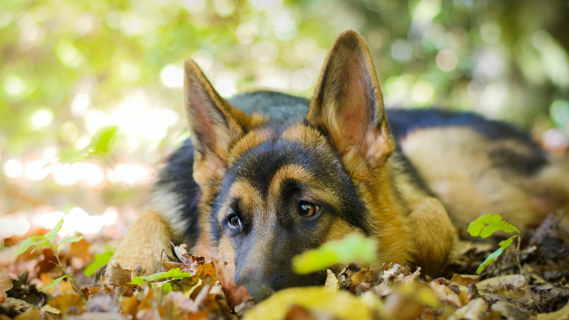 Грустная собака породы немецкая овчарка лежит на сухой листве