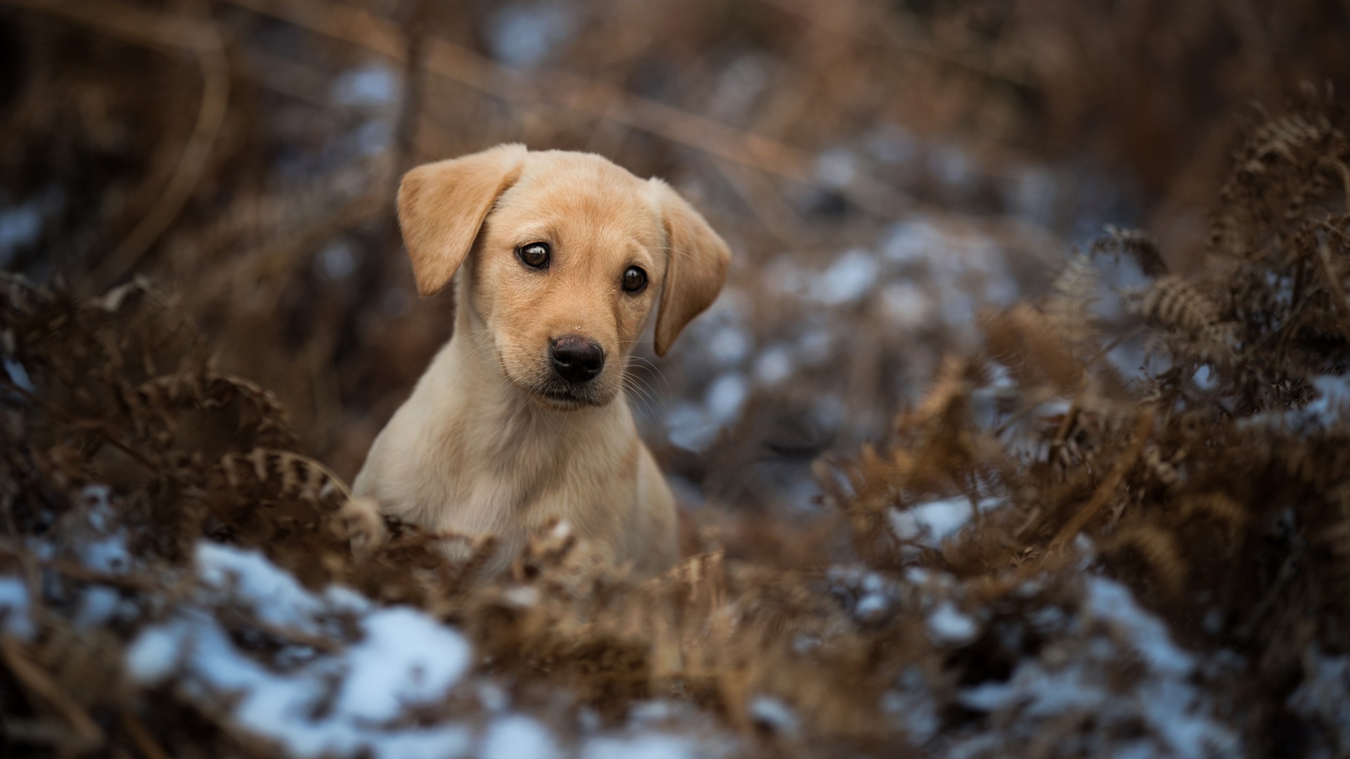 Грустный щенок золотистого ретривера