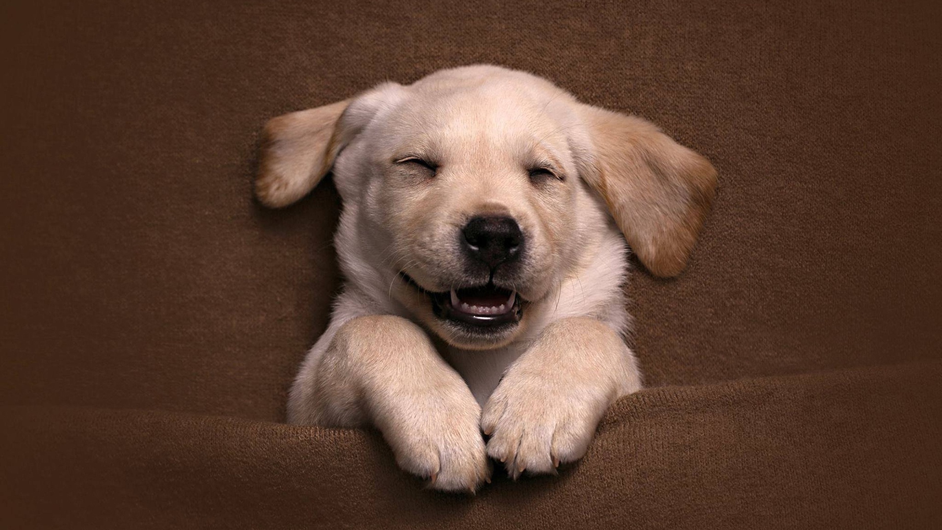 Довольный спящий щенок золотистого ретривера 