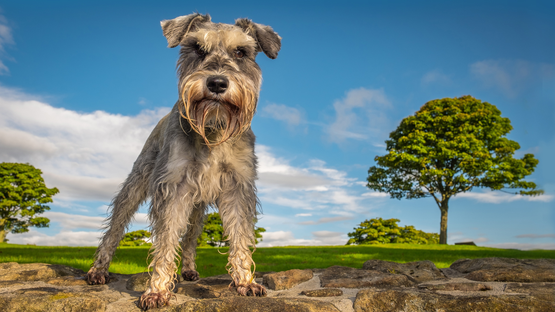 Шнауцер стоит на камне под голубым небом