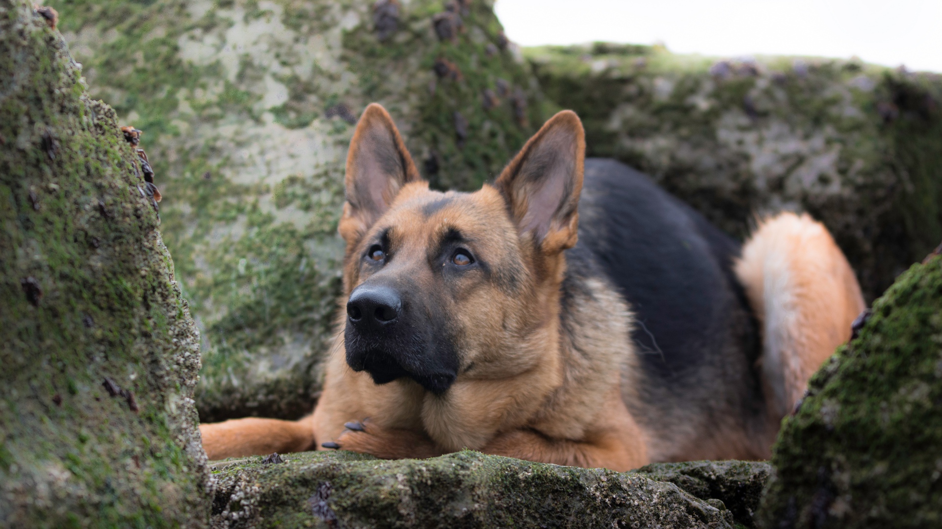 Умная немецкая овчарка лежит на камне