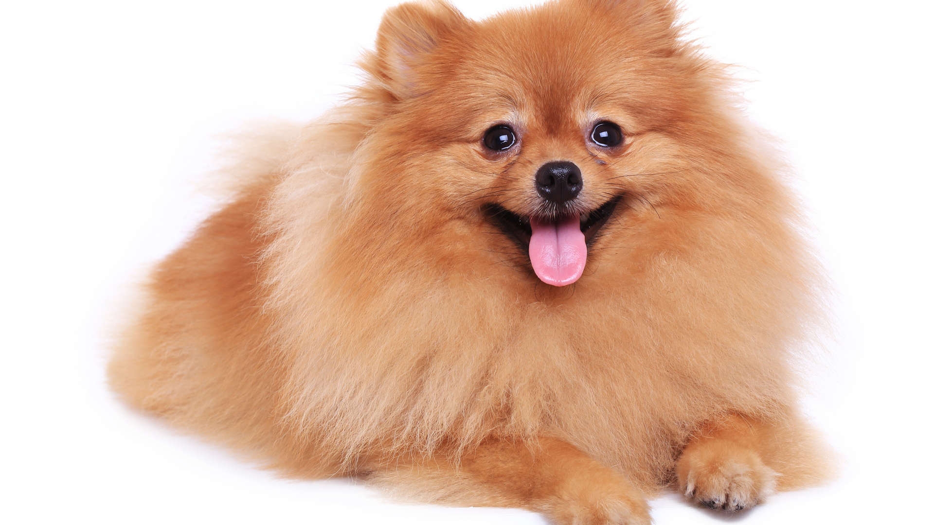 Шпиц с высунутым языком на белом фоне