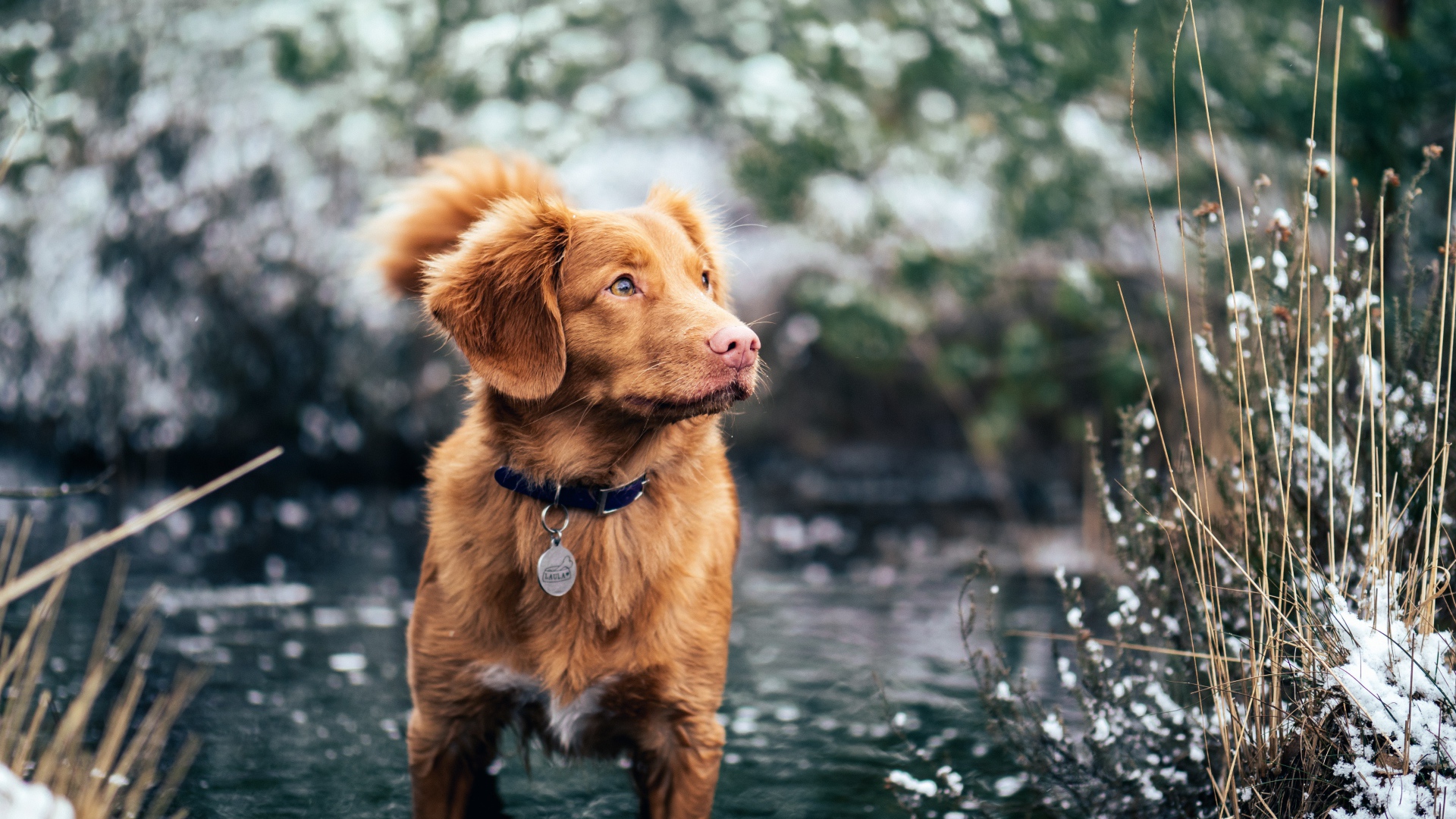 Новошотландский ретривер стоит в воде