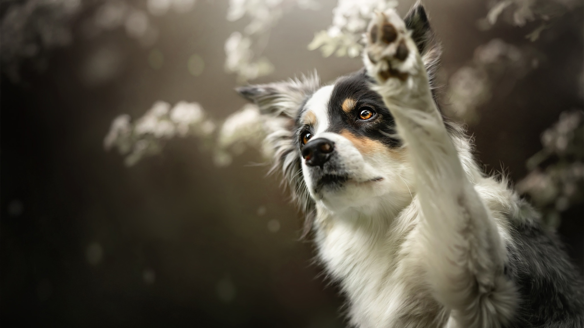 Собака породы Бордер-Колли подает лапу