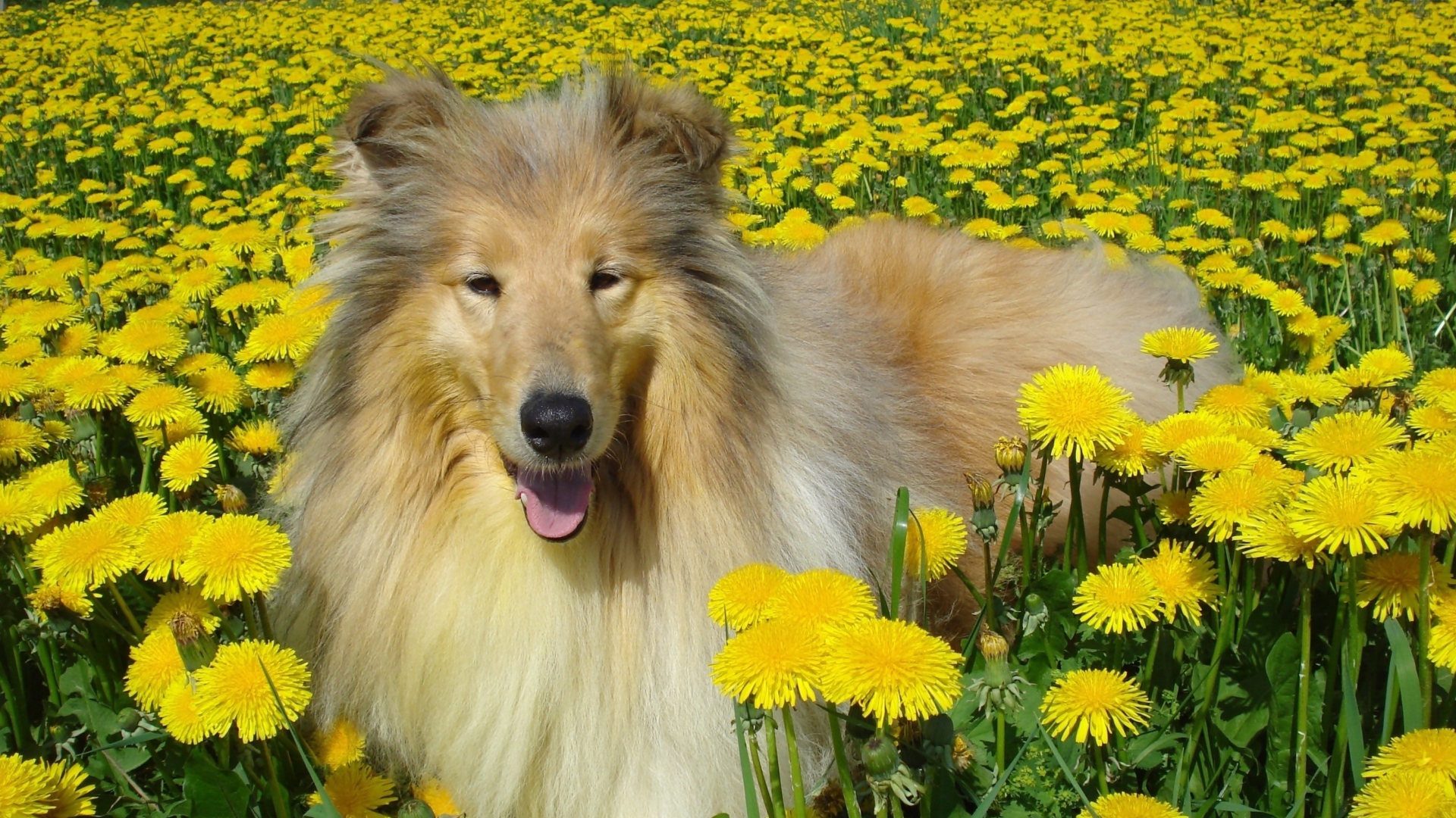Длинношёрстный колли лежит в желтых одуванчиках