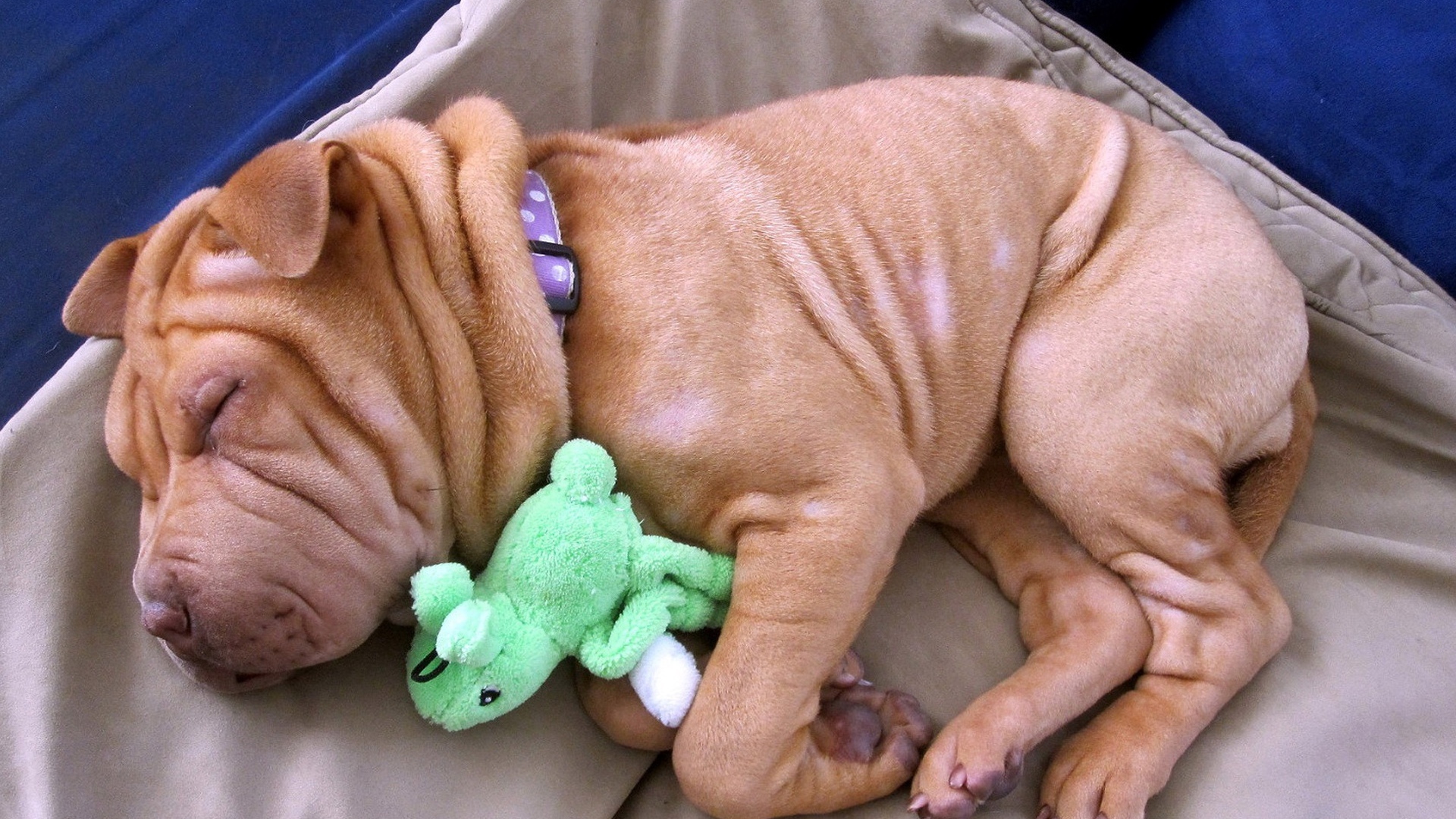 Щенок шарпея спит с игрушкой