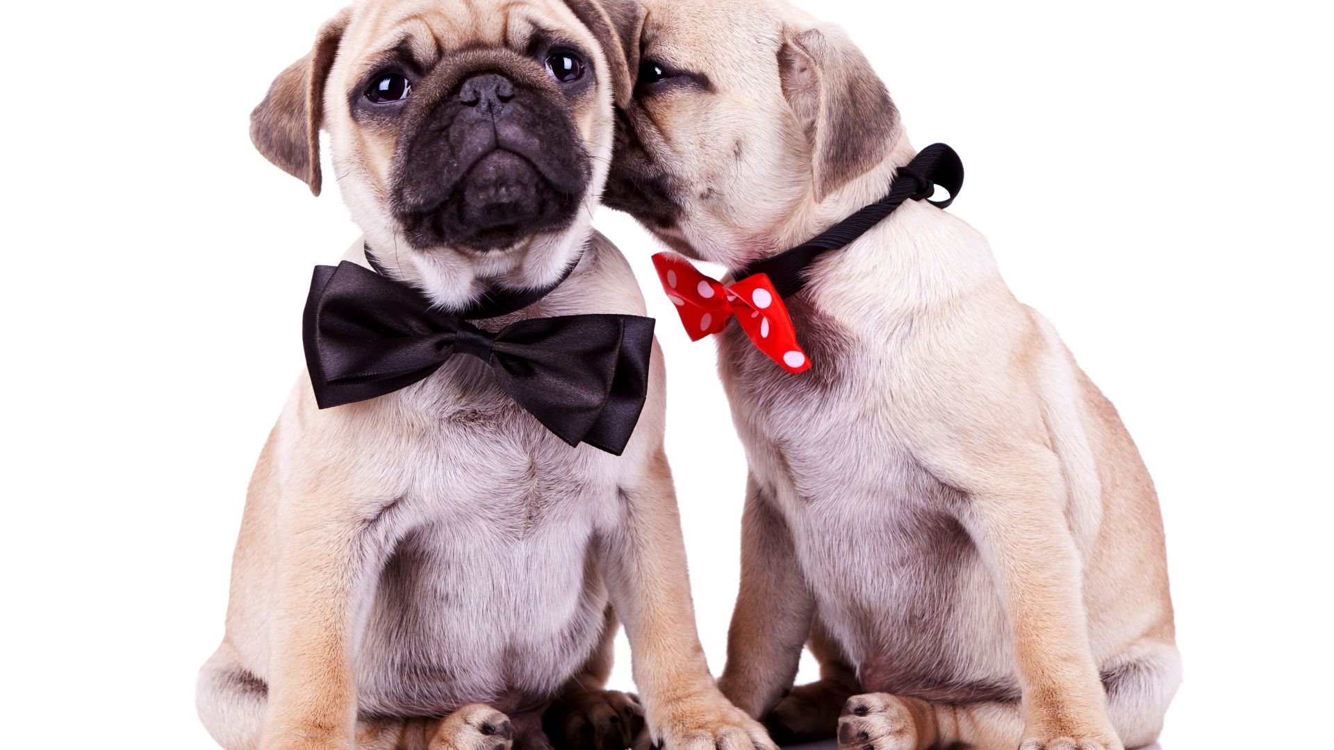 Два милых щенка мопса на белом фоне