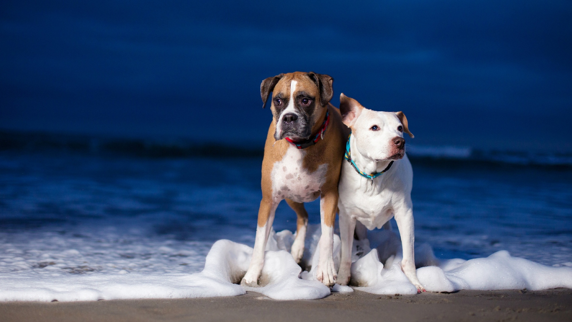 Две собаки гуляют по берегу моря по пене