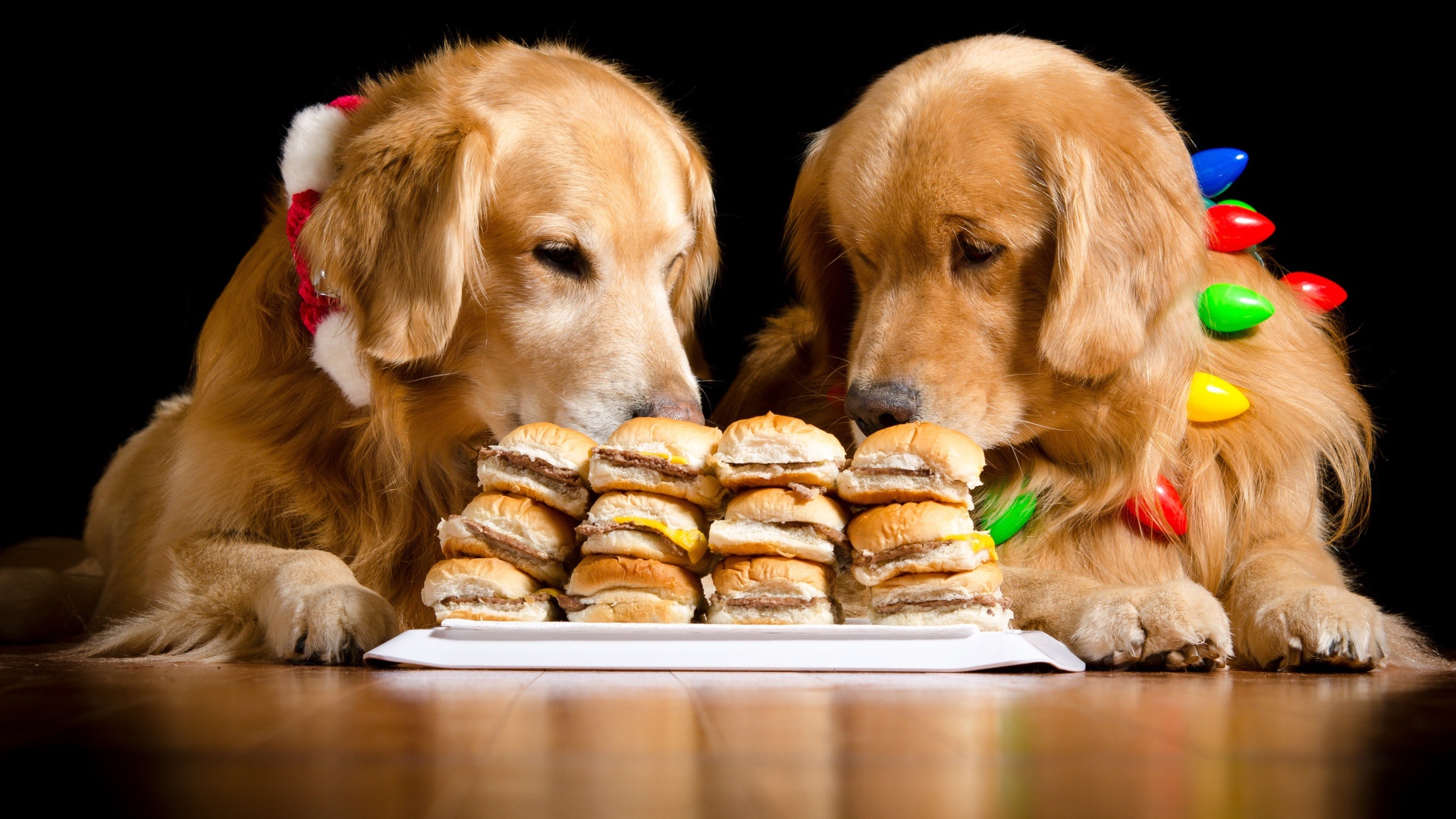 Два золотистых ретривера едят гамбургеры