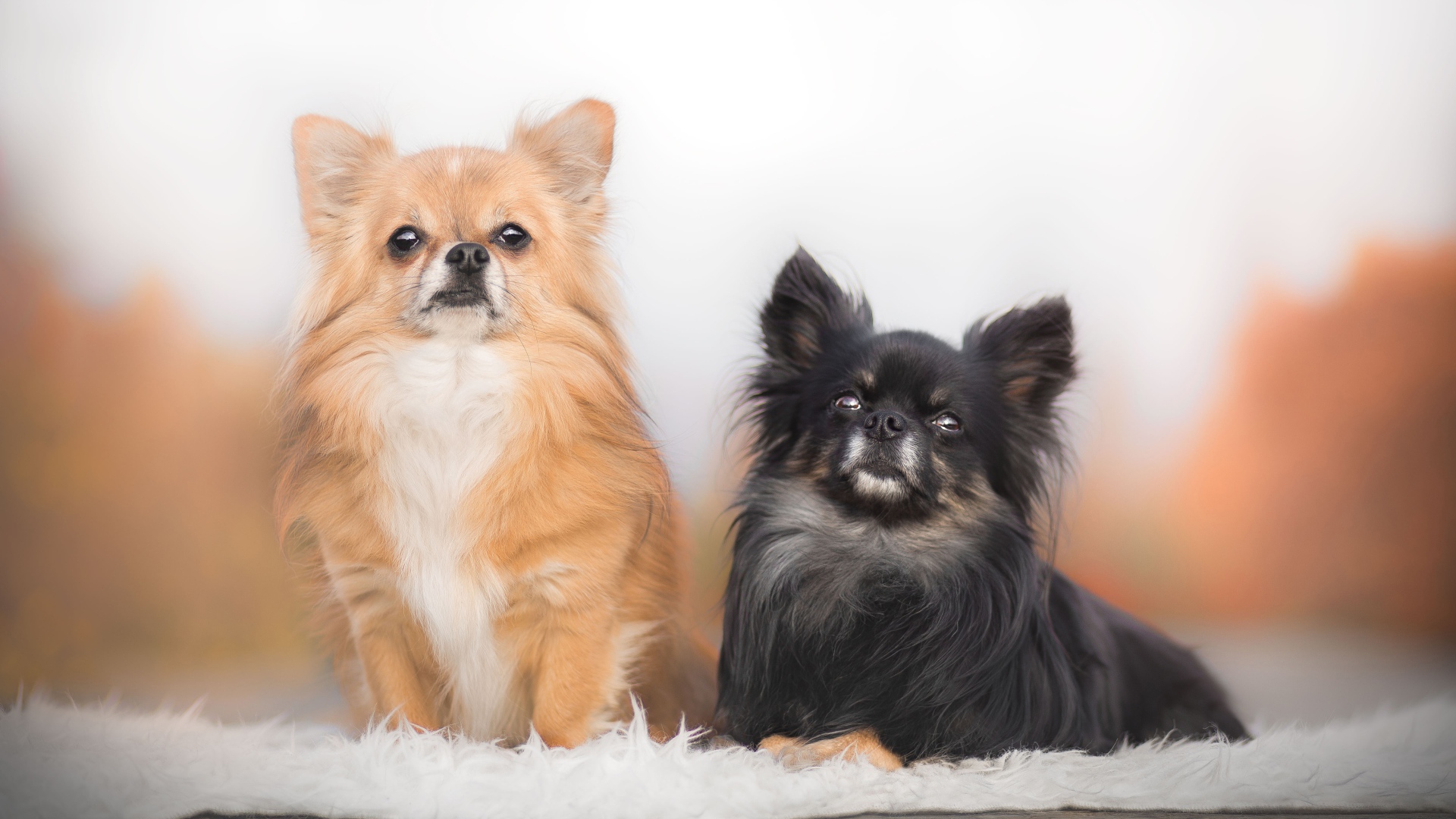 Две длинношерстных собаки чихуахуа 