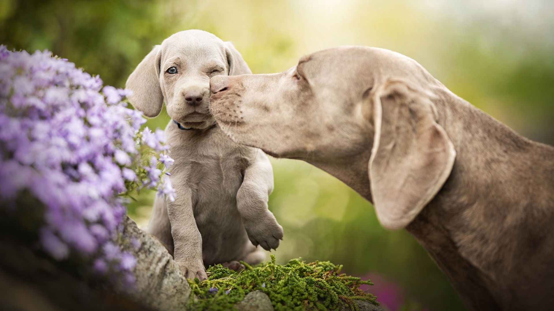Собака породы Веймаранер со щенком