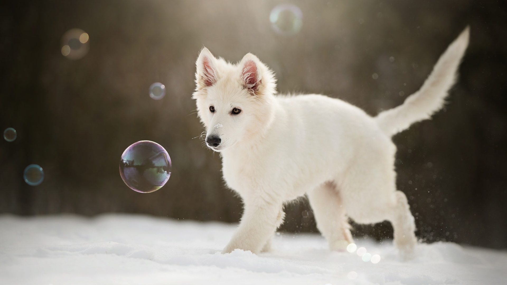 Белая швейцарская овчарка ловит мыльные пузыри