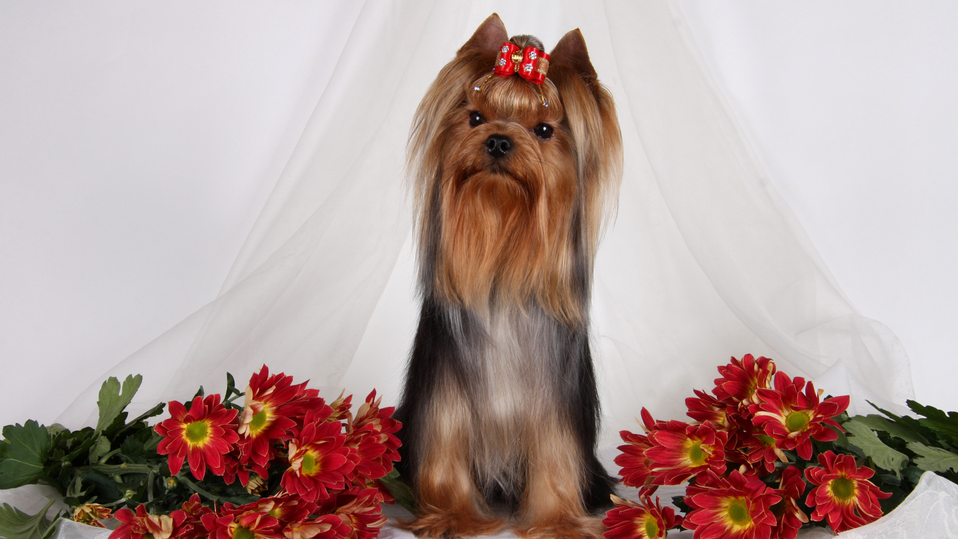 Йоркширский терьер с цветами хризантемы