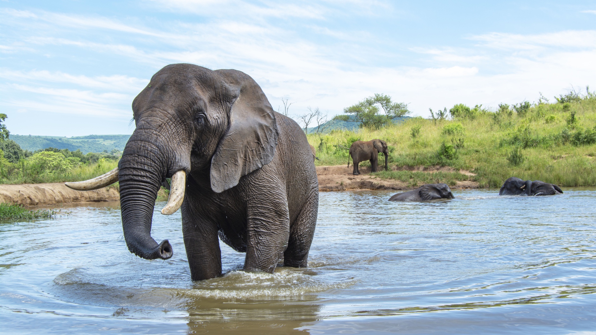 Большие слоны купаются в воде летом 