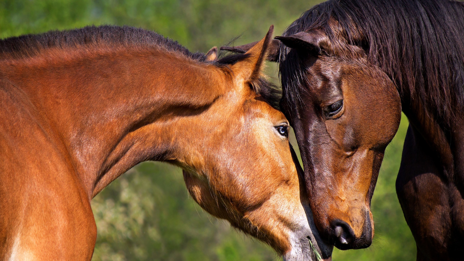 A loving couple of brown horses