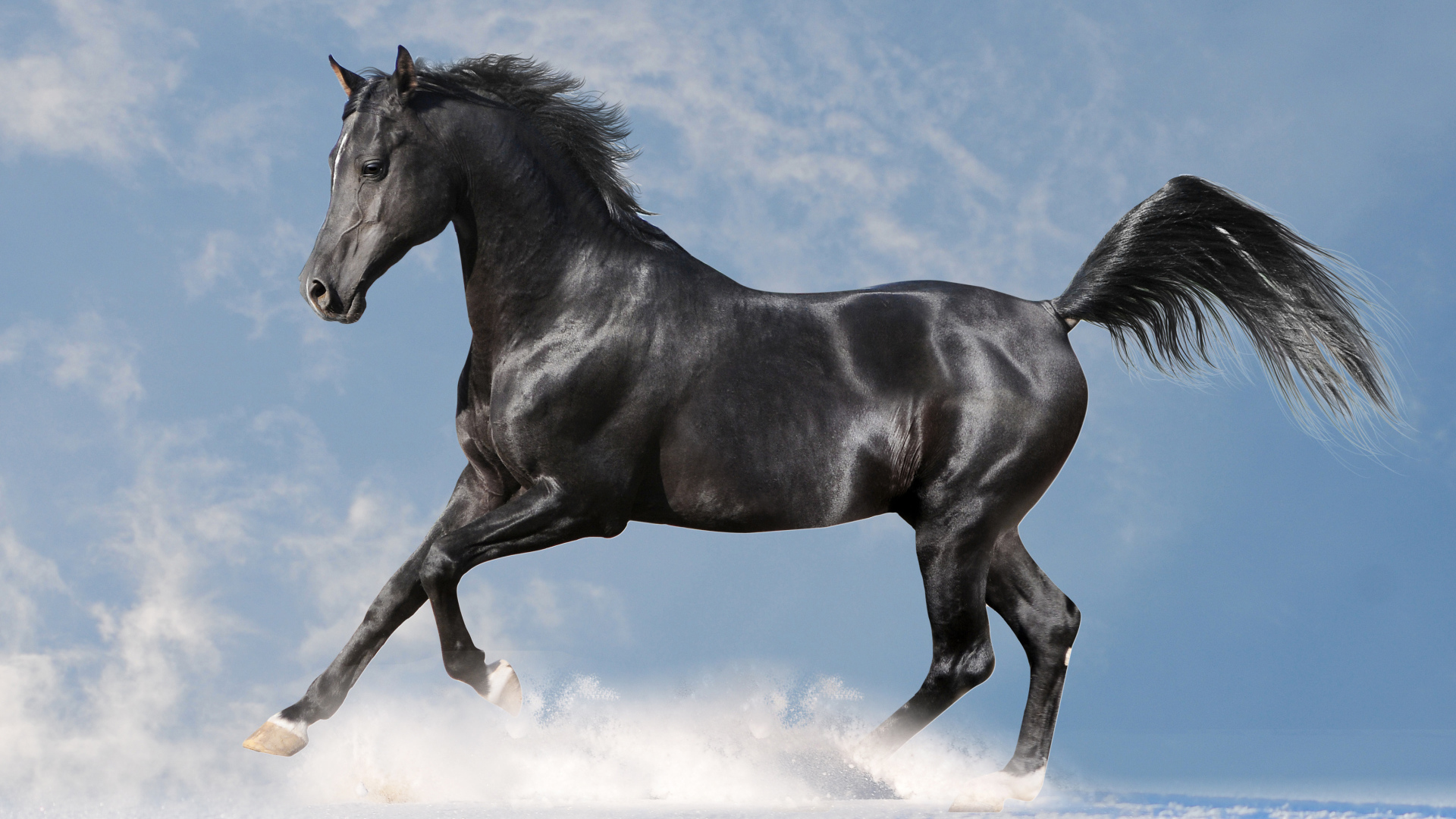 Красивая черная лошадь скачет по белому снегу на фоне голубого неба