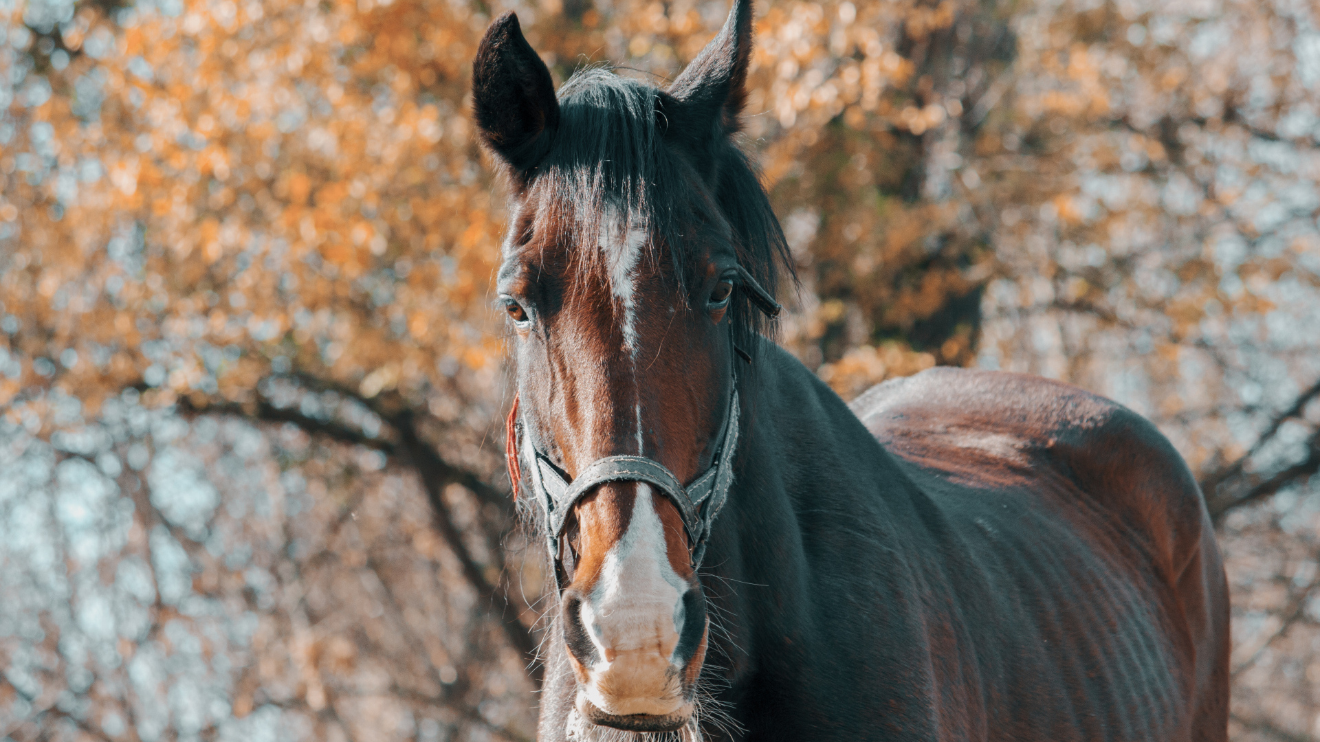 Большой красивый коричневый конь крупным планом
