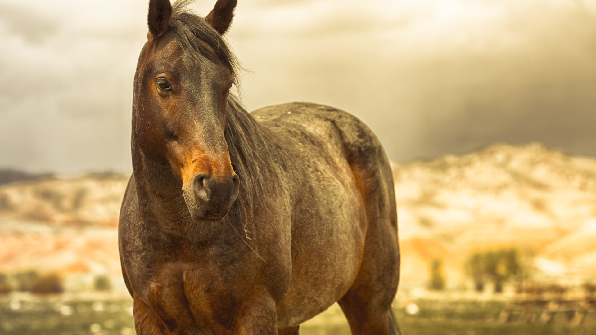 Коричневая лошадь в лучах солнца на ферме