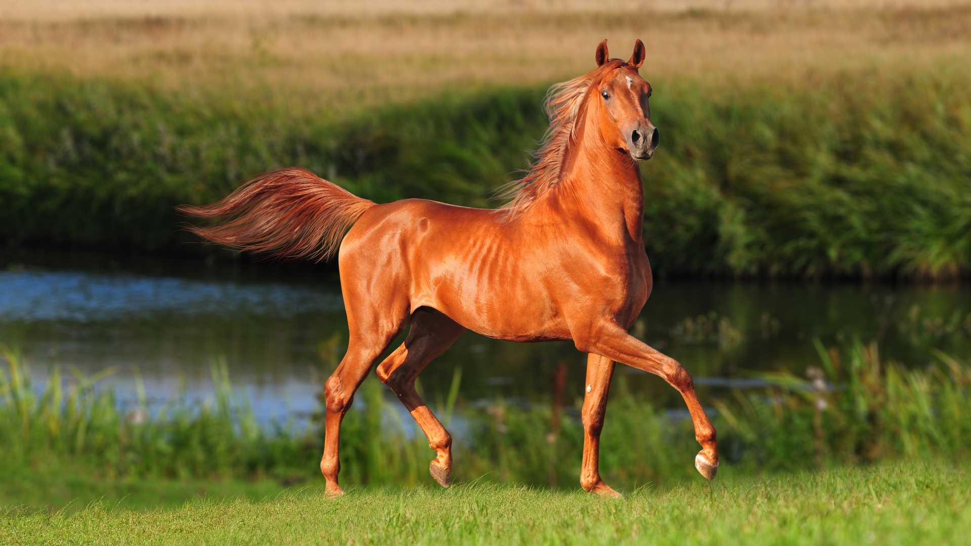 Грациозная коричневая лошадь у реки