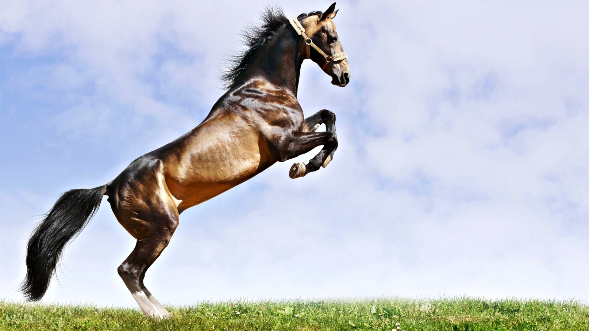 Leap of a beautiful horse on the green grass