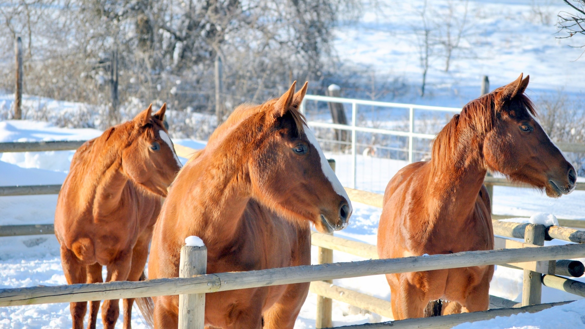 Три коричневые лошади на ферме зимой