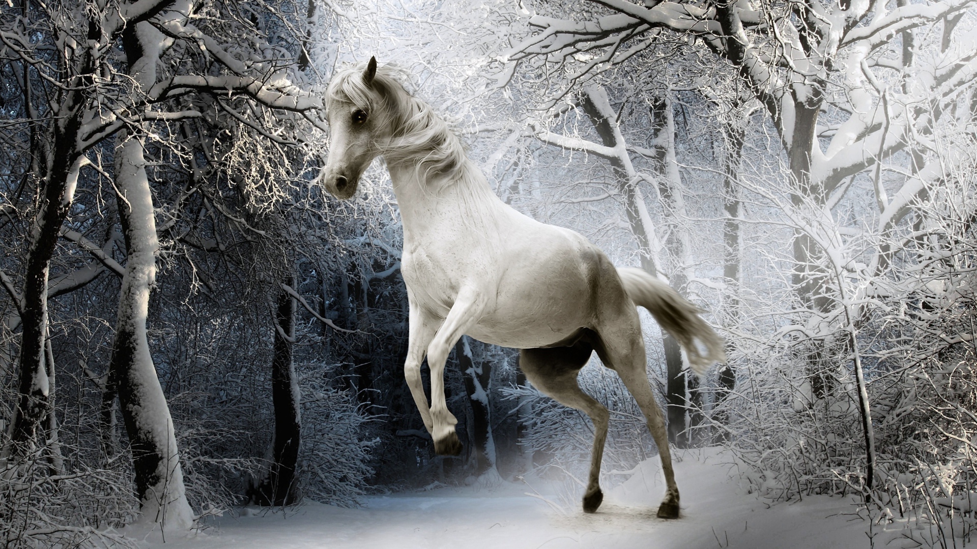 Белая лошадь в покрытом снегом лесу