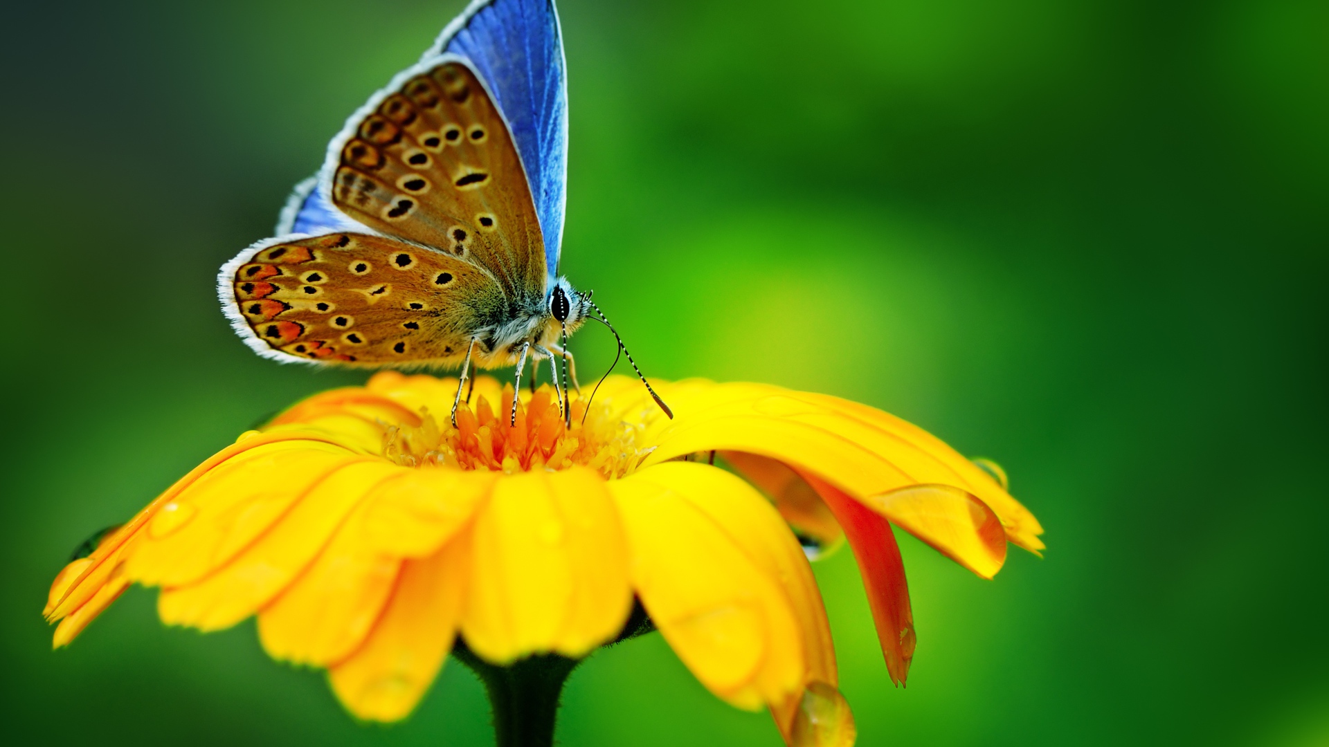 Красивая голубая бабочка сидит на оранжевом цветке