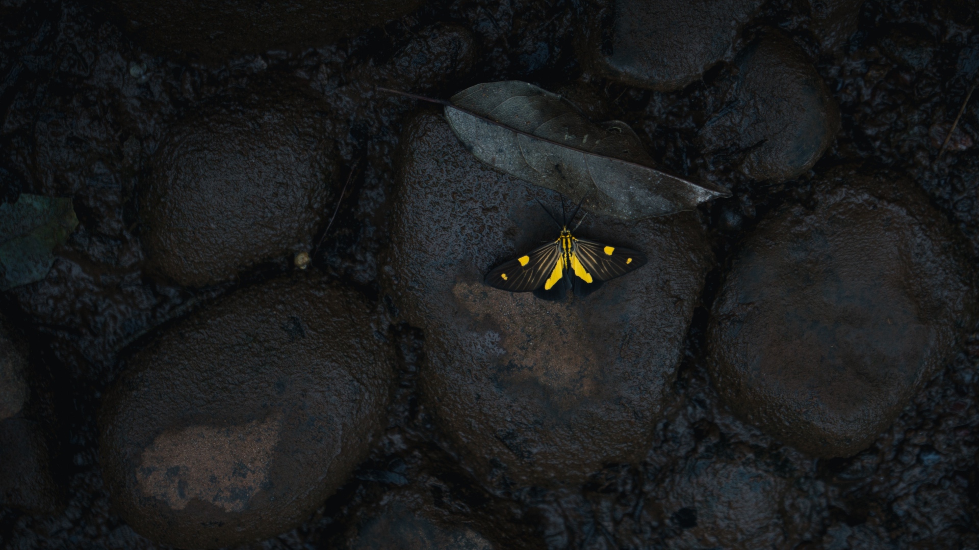 Маленькая бабочка на мокрых черных камнях