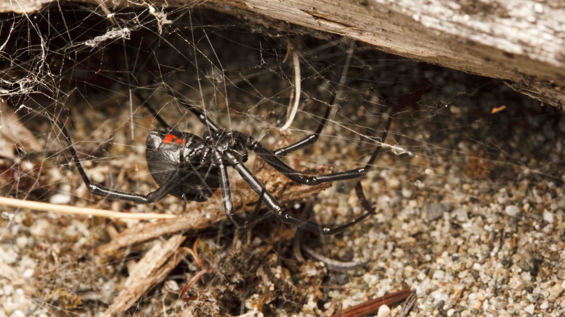 Большой черный паук на паутине