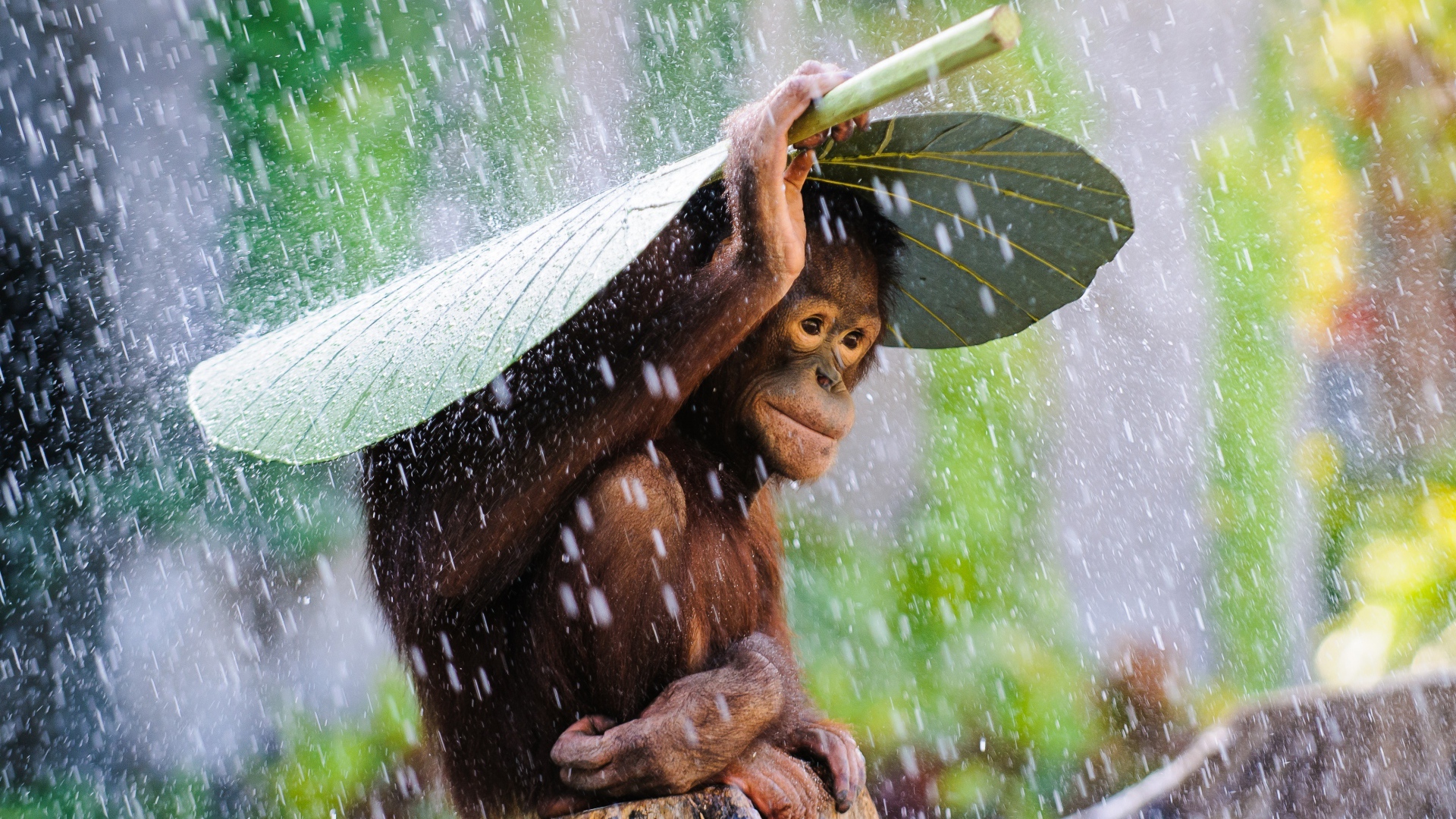 Орангутанг сидит под большим зеленым листом под дождем