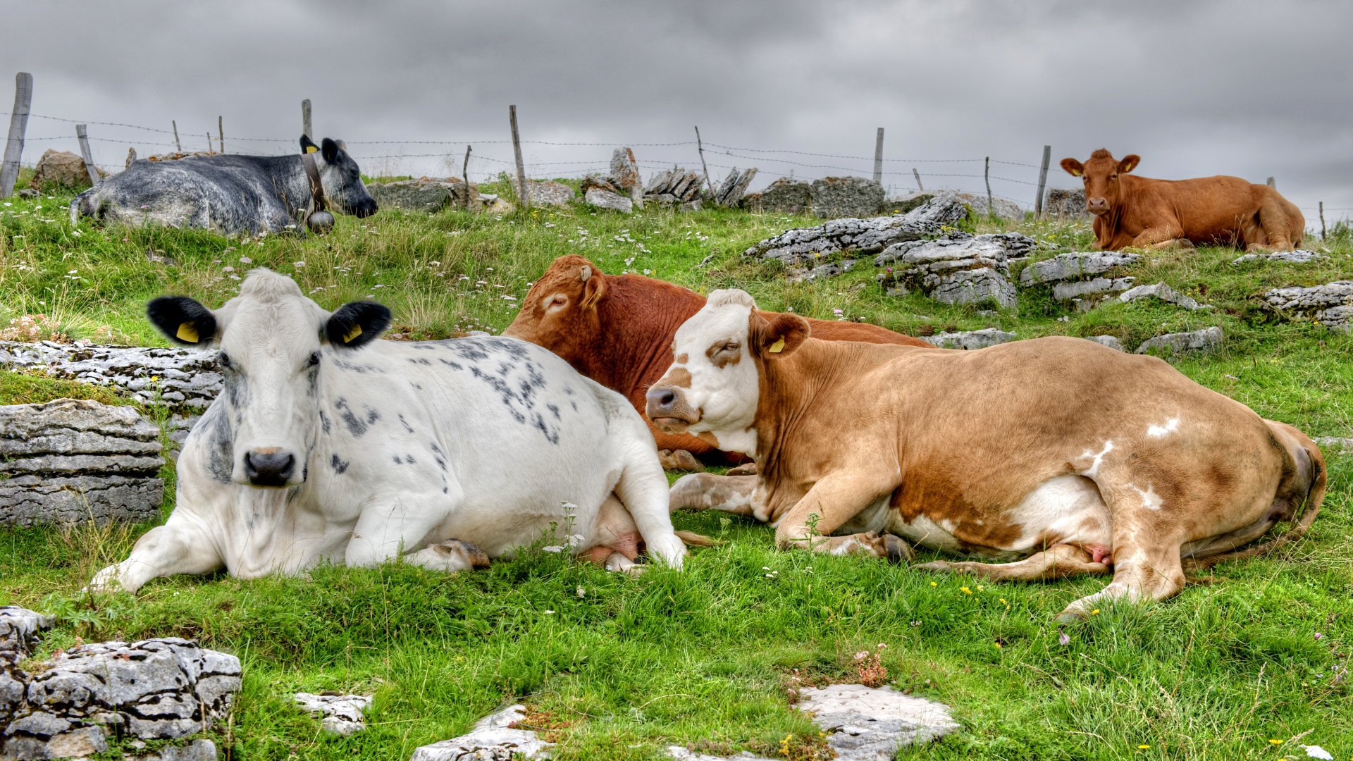 Стадо коров отдыхает на пастбище