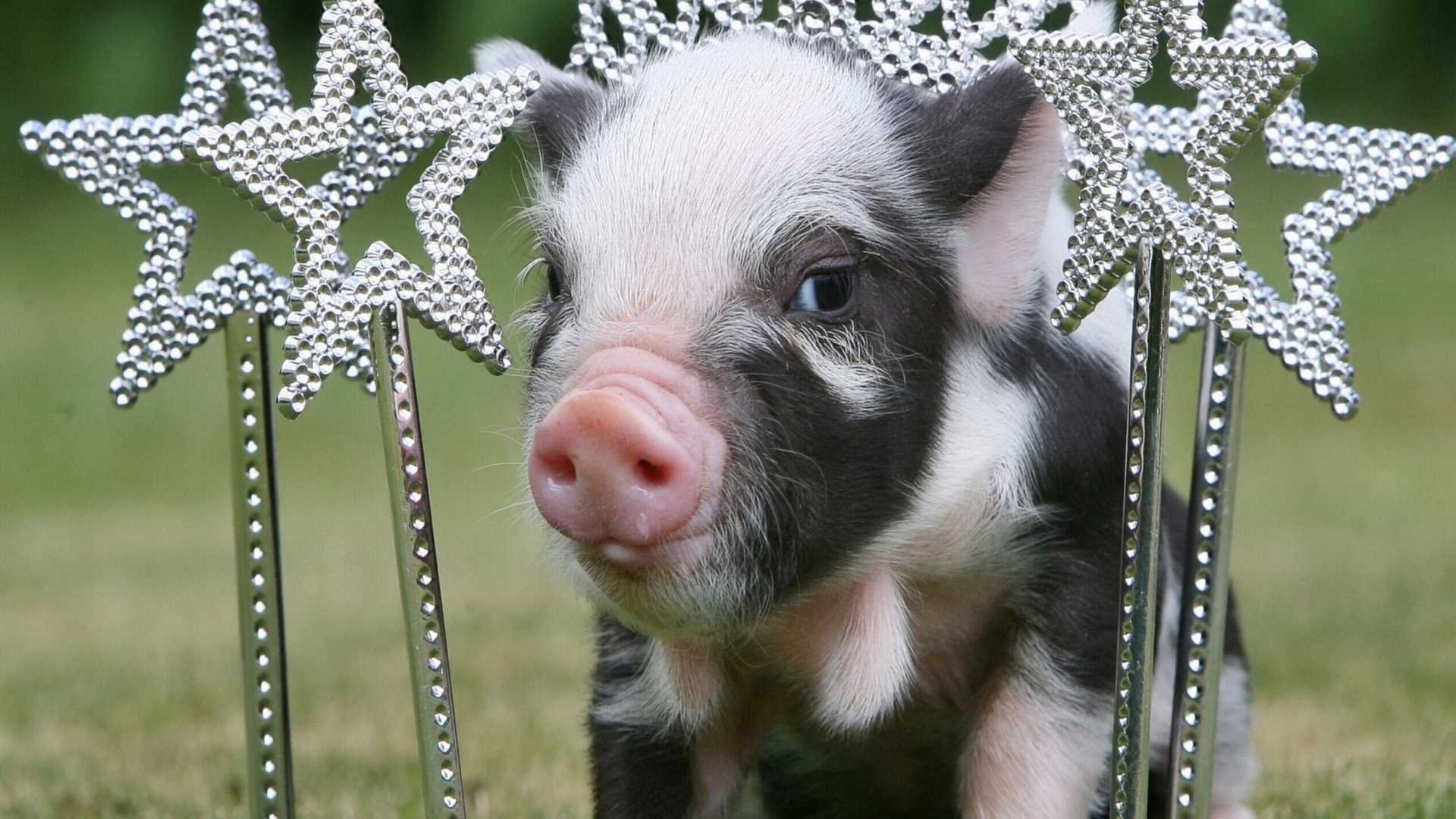 Маленький поросенок с украшениями