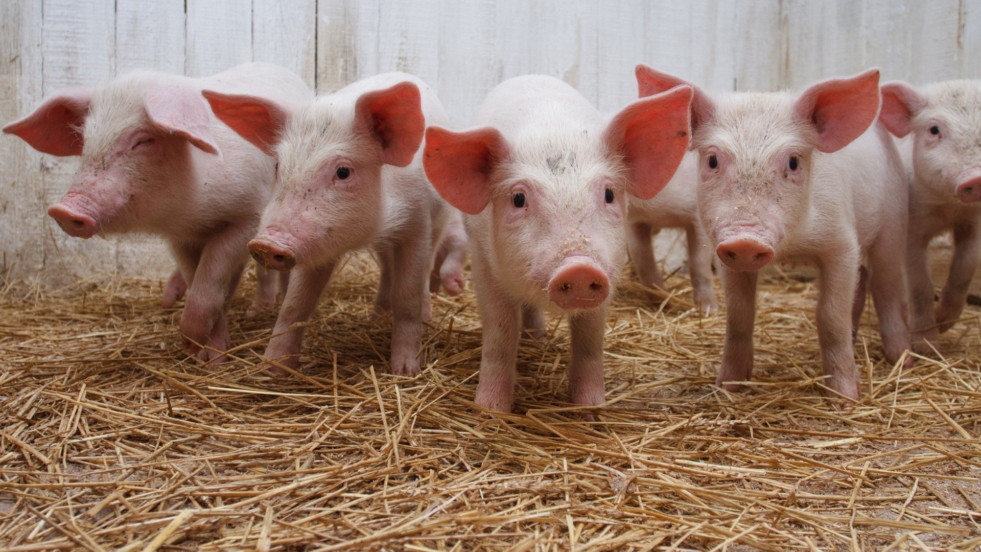 Маленькие розовые поросята в сарае