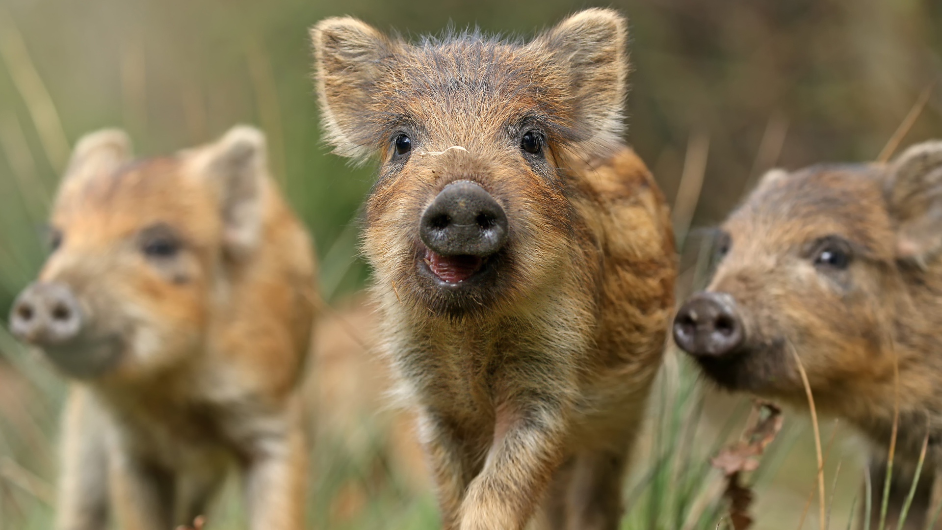 Маленькие дикие кабанчики в лесу